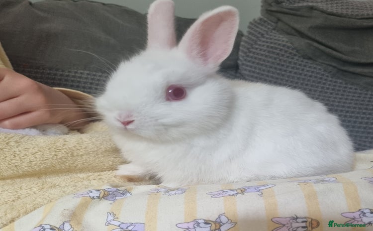Netherland Dwarf rabbits - Advert 7