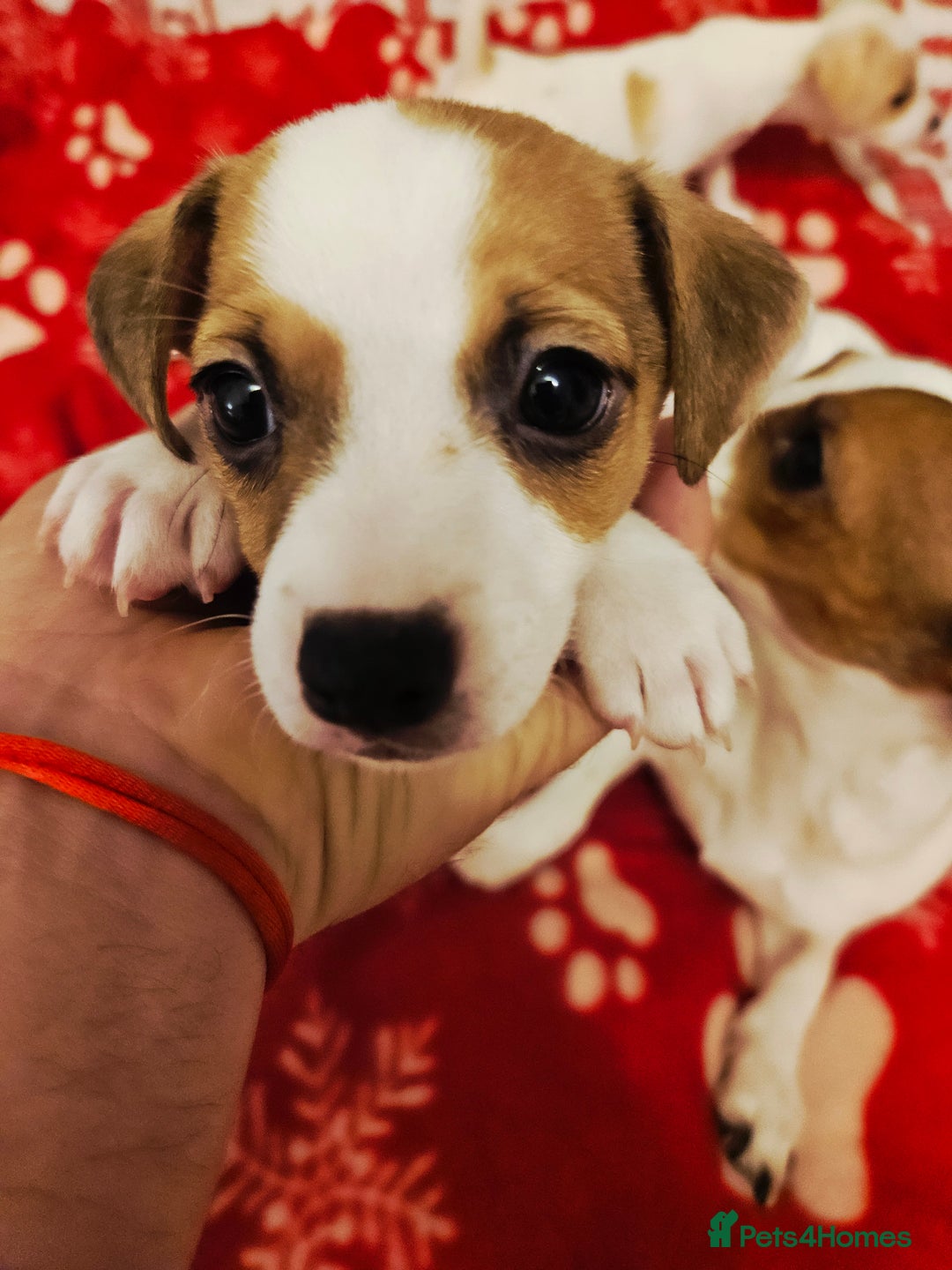 Jack Russell dogs for sale: LOVELY JACK RUSSELL PUPPIES FOR SALE. - Advert 18