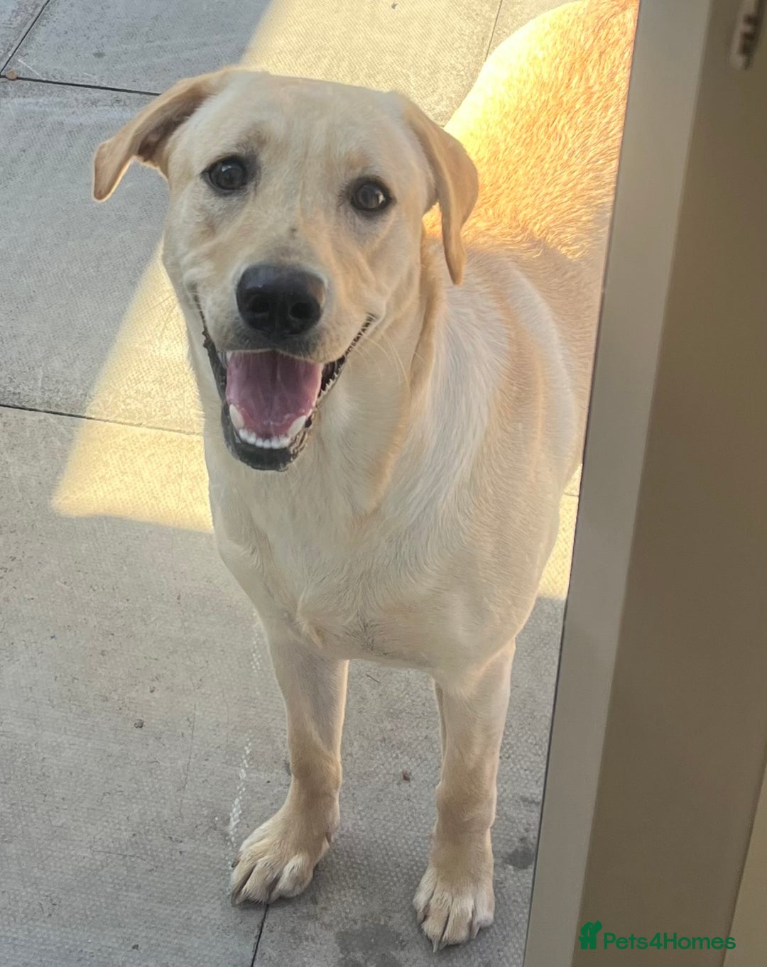 Labrador Retriever dogs for sale: Beautiful Labrador girl  - Image 4