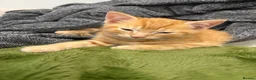 American Shorthair cats for sale: Kittens for sale  in West Drayton - Advert 3