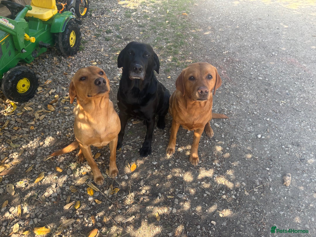 Labrador Retriever dogs for stud: Red Labrador Stud Dog - Image 15