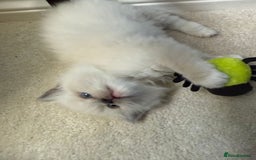 Ragdoll cats for sale:  gccf blue mitted girl champion lines 1 left  - Image 11