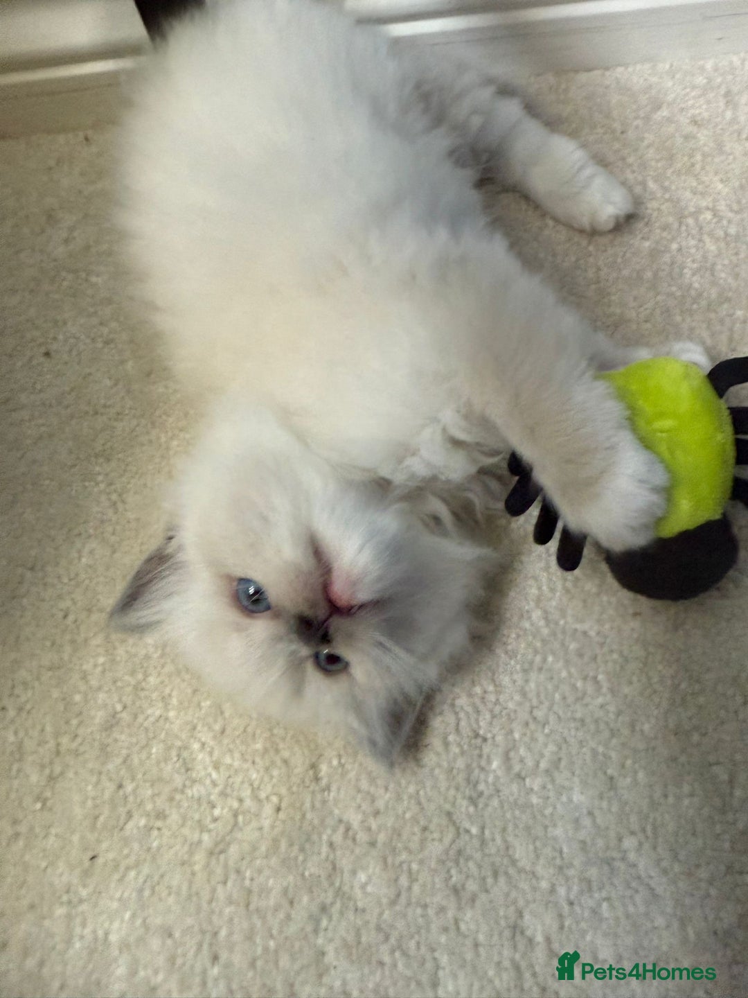 Ragdoll cats for sale:  gccf blue mitted girl champion lines 1 left  - Image 11