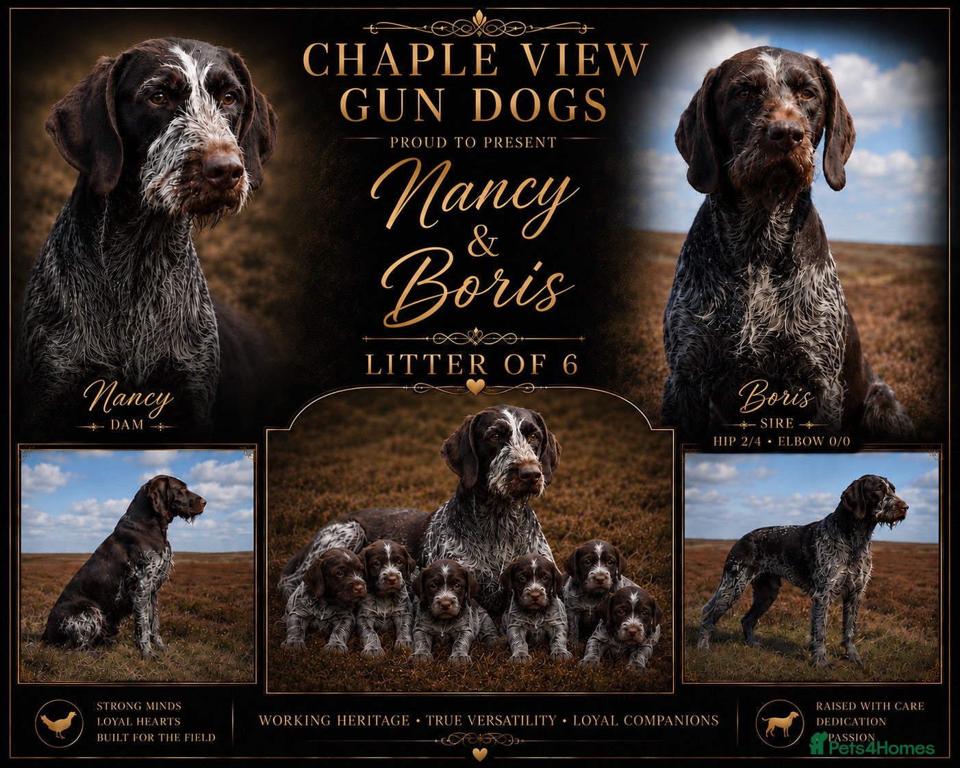 German Wirehaired Pointer dogs Fantastic working German wire haired pointers  - Advert 1