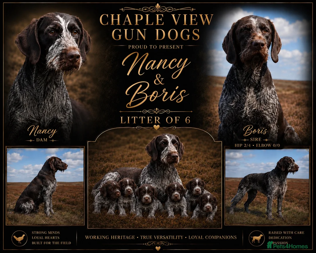 German Wirehaired Pointer dogs for sale: Fantastic working German wire haired pointers  - Advert 1