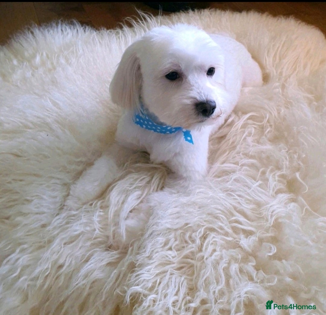 Maltese dogs for sale: Two Loving Bichon Maltese Dogs  (Together Only) - Image 4