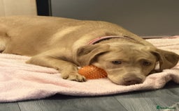 Labrador Retriever dogs for sale: Willow  - Image 1