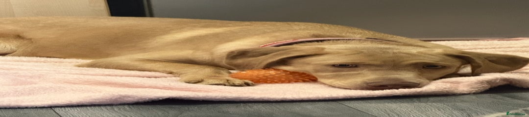 Labrador Retriever Puppy 1