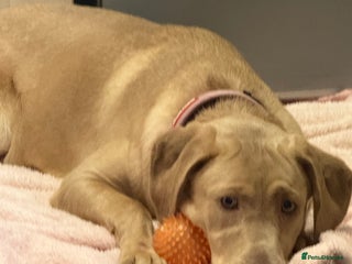 Labrador Retriever dogs - Advert 4