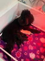 Standard Poodle dogs - Advert 6