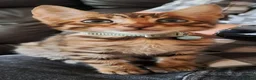 Bengal cats for sale: 2 bengal boys  in Yeovil - Advert 10