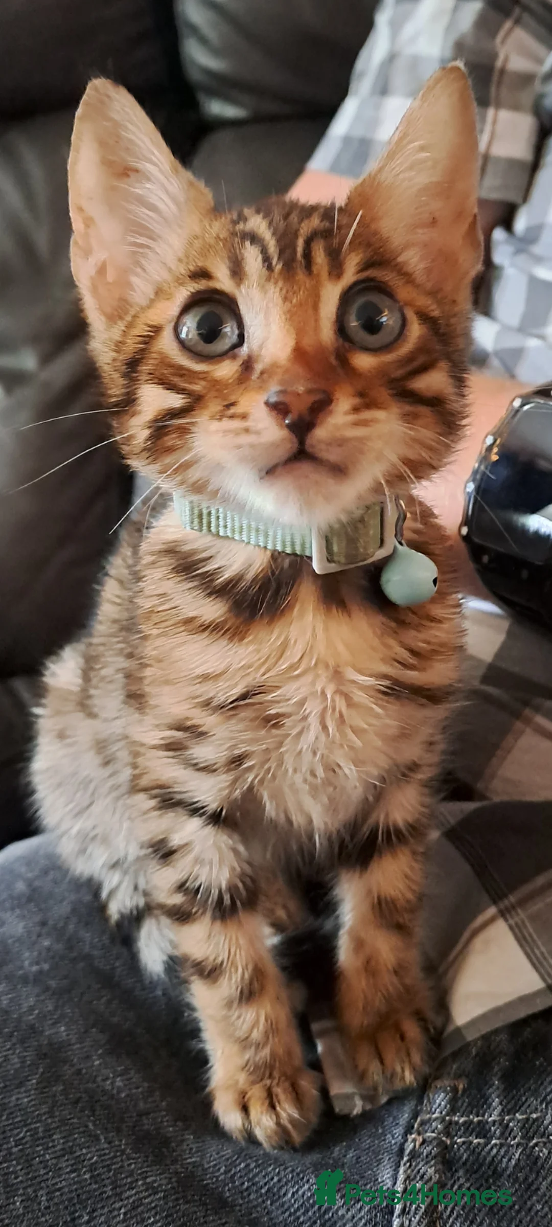 Bengal cats for sale: 2 bengal boys  in Yeovil - Advert 10