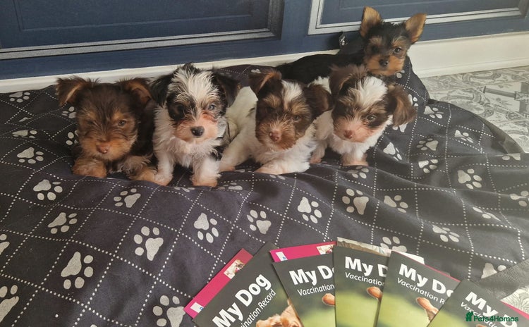 Yorkshire Terrier dogs - Advert 1
