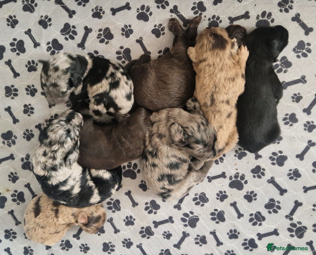 Labradoodle dogs for sale: Chocolate Merle Labradoodle+Australian Labradoodle - Image 1