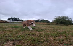 Border Collie dogs for sale: Reduced LAST  BOY LOOKING FOR HOME🌟 - Image 3