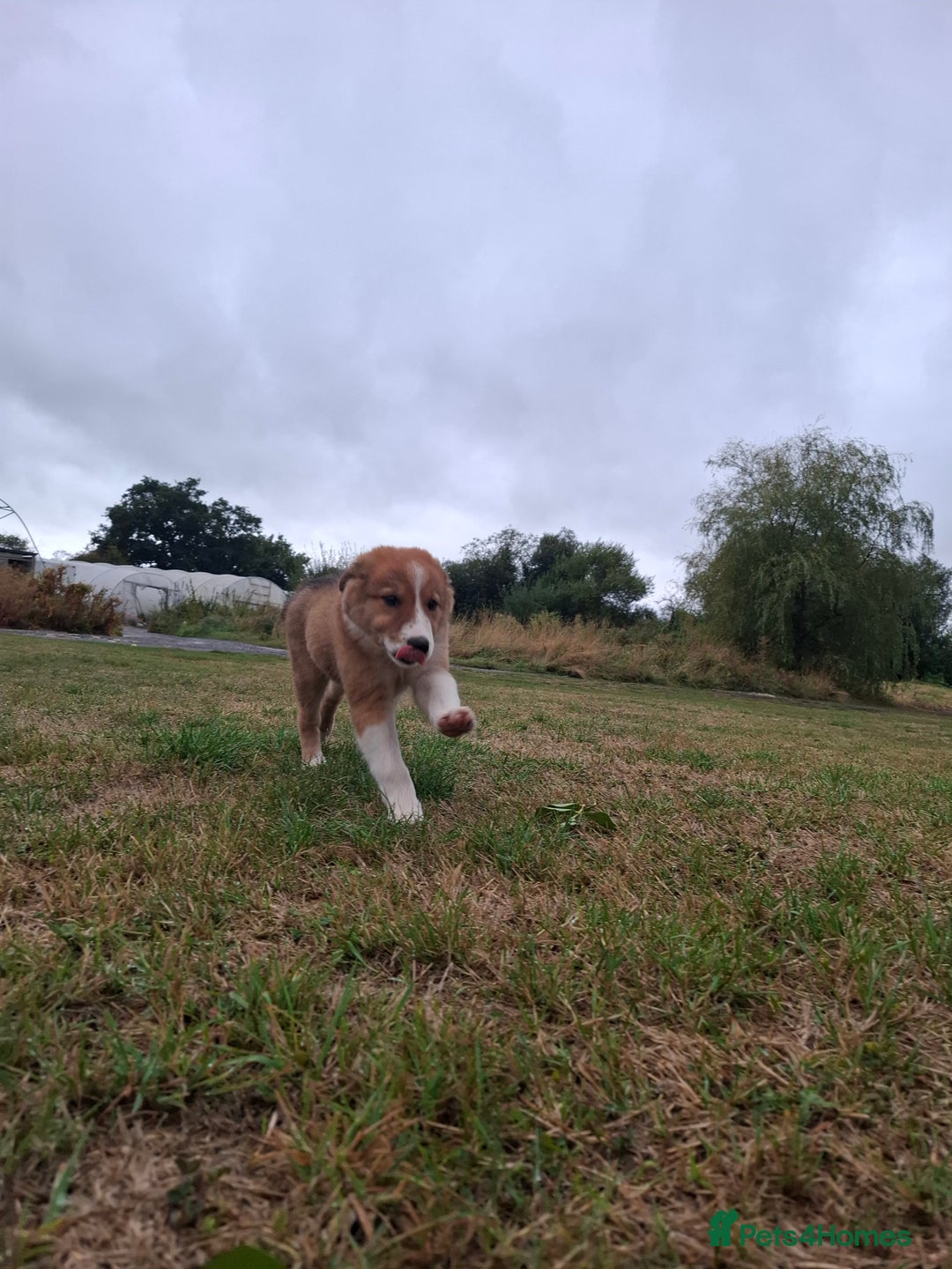 Border Collie dogs for sale: Reduced LAST  BOY LOOKING FOR HOME🌟 - Image 3