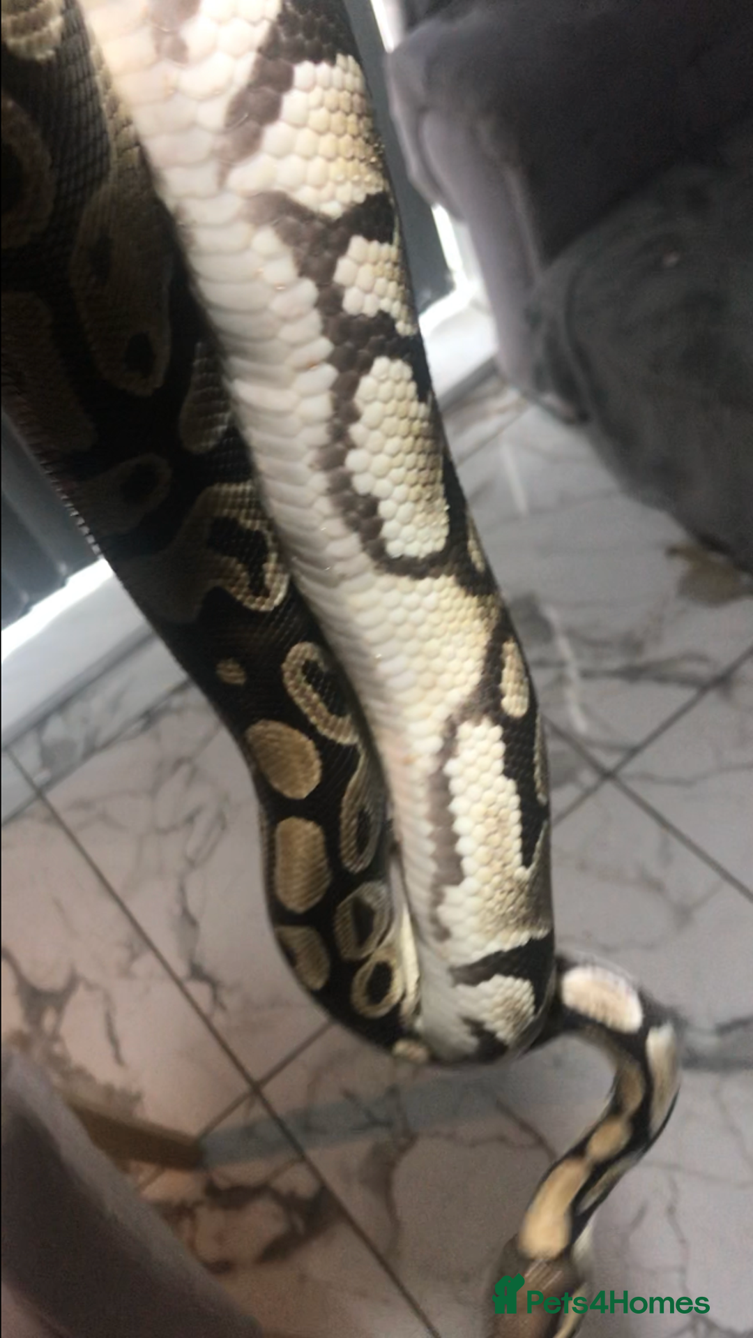 Python Snake reptiles for sale: Ball pythons both sexes  in Peterlee - Image 7