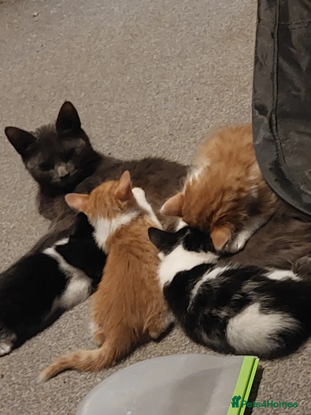 Mixed Breed cats for sale: Kittens  in Alfreton - Advert 5
