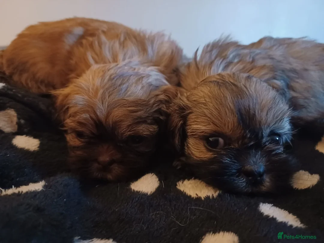 Shih Tzu dogs for stud: KC Lilac Imperial Shih Tzu for Stud in Chislehurst - Advert 13