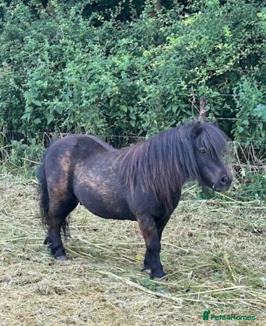 Shetland pony horses for sale: Pair of Shetland ponies - Advert 4
