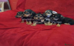 Mixed Breed dogs for sale: dachshund maltese mix - Image 1