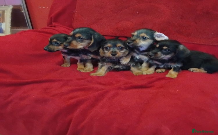 Mixed Breed dogs - Advert 1