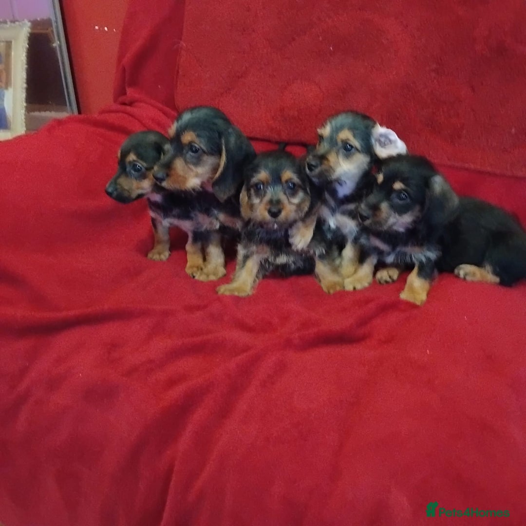 Mixed Breed dogs for sale: dachshund maltese mix - Image 1