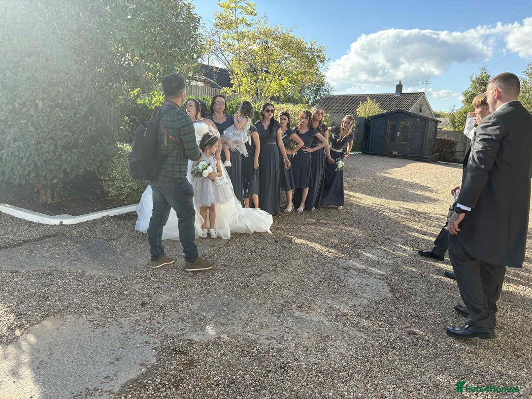 Mixed Breed dogs for sale: Chunky boys - Advert 14