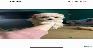 Maltipoo dogs - Advert 6