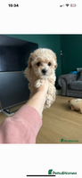 Maltipoo dogs - Advert 4