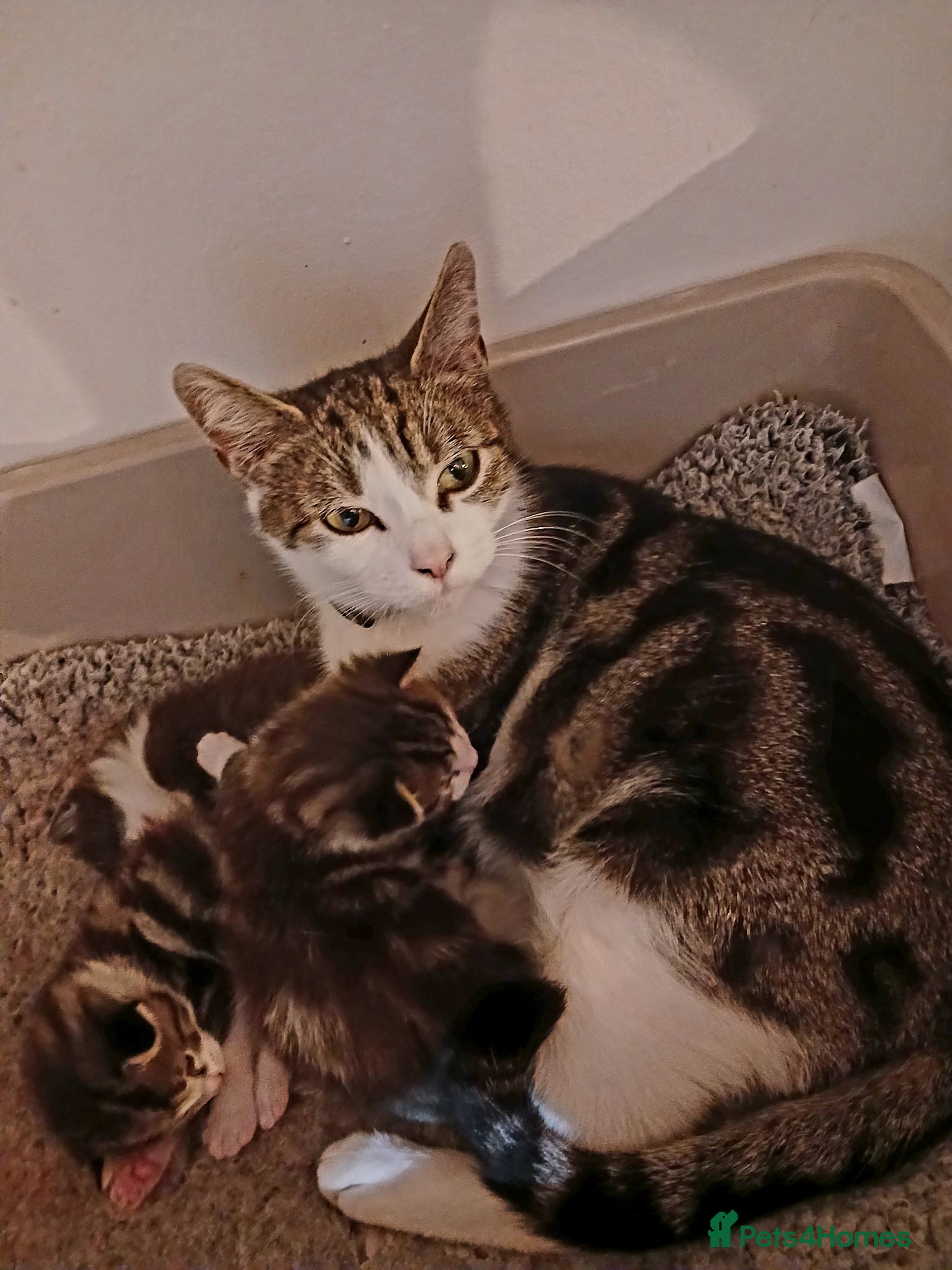 Mixed Breed cats For Sale - Advert 1