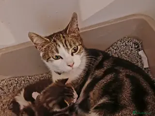 Mixed Breed cats For Sale - Advert 2