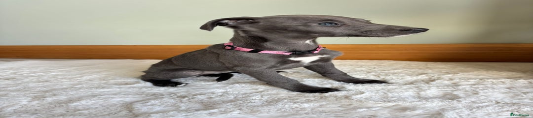 Whippet Puppy 5