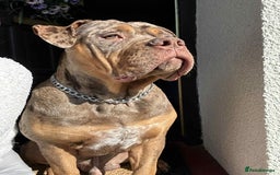 Mixed Breed dogs for sale: Rehome - Advert 1