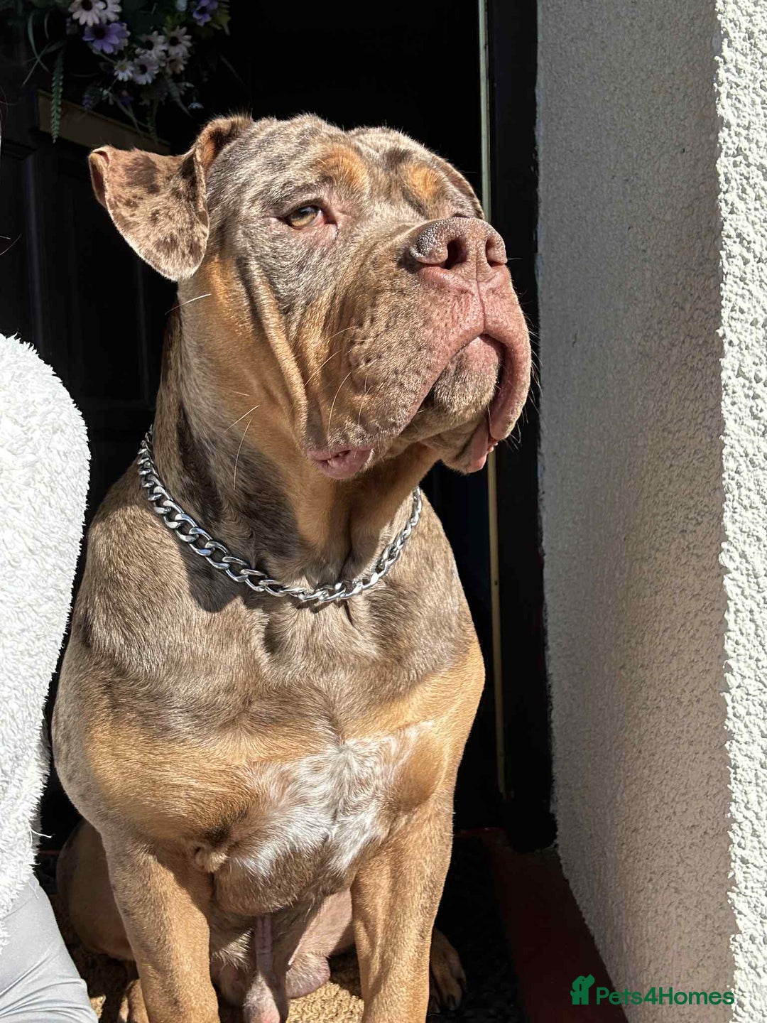 Mixed Breed dogs for sale: Rehome - Advert 1