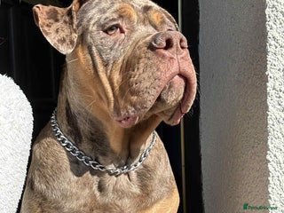 Mixed Breed dogs for sale: Rehome - Advert 1