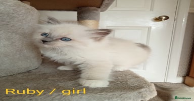Ragdoll cats - Advert 3