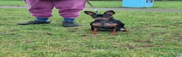 Miniature Pinscher dogs for sale: Male Miniature Pinscher – 11 Months – Show Quality - Advert 5