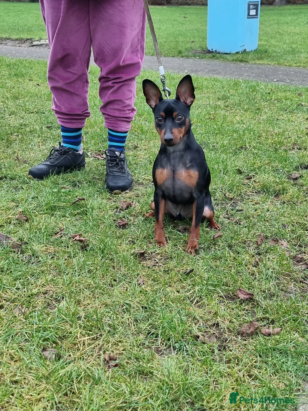 Miniature Pinscher dogs for sale: Male Miniature Pinscher – 11 Months – Show Quality - Advert 5