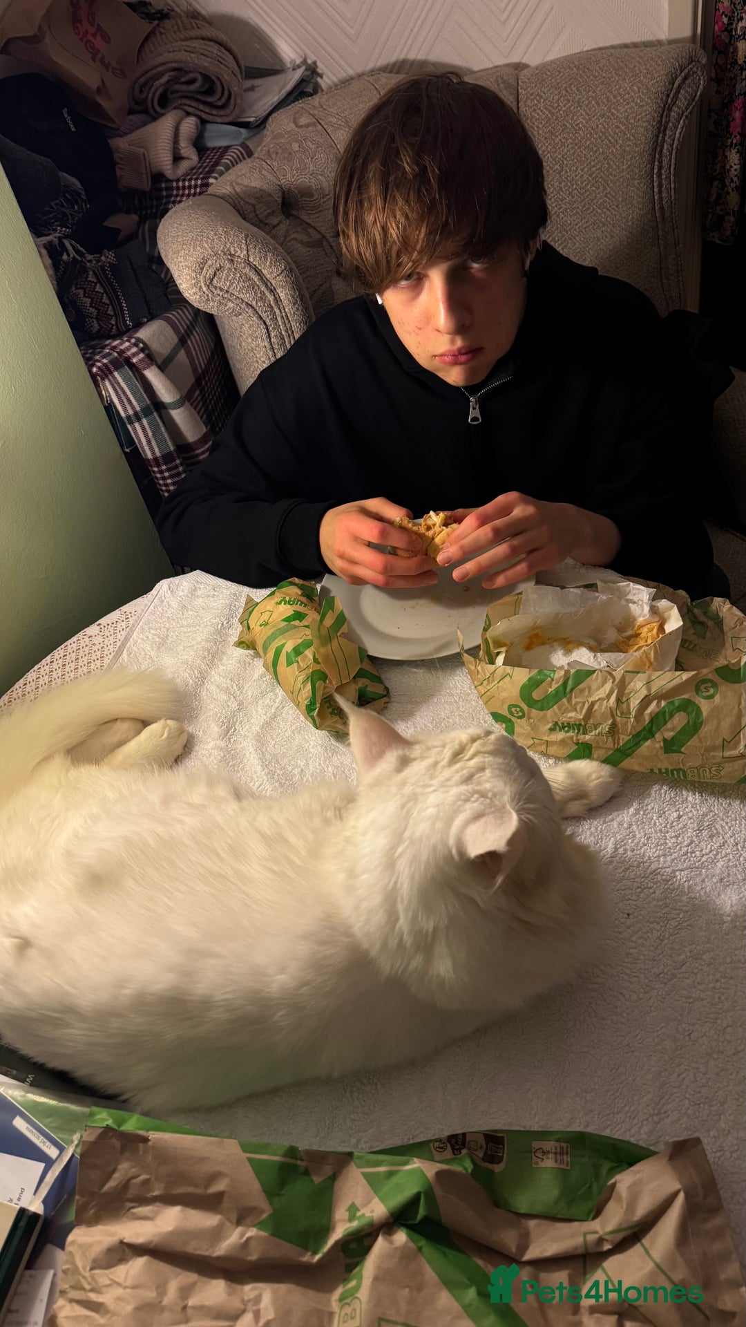 Maine Coon cats for stud: Maine Coon Male Available for Stud - Advert 4