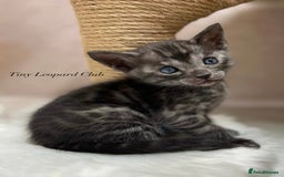 Bengal cats for sale: International Championship, Full Pedigree Bengals - Image 14