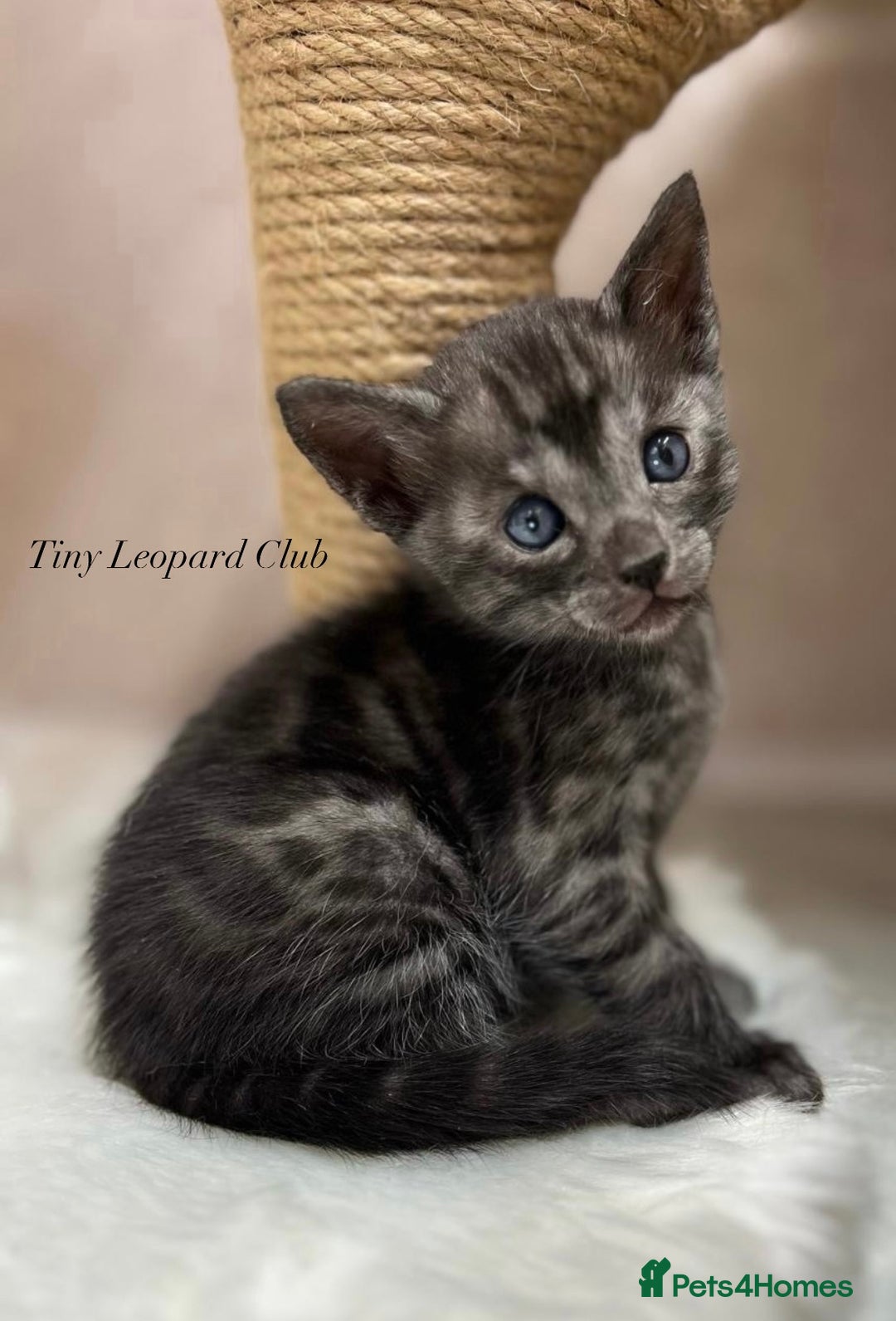 Bengal cats for sale: International Championship, Full Pedigree Bengals - Image 14