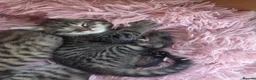 Mixed Breed cats for sale: 4 kittens  - Advert 7