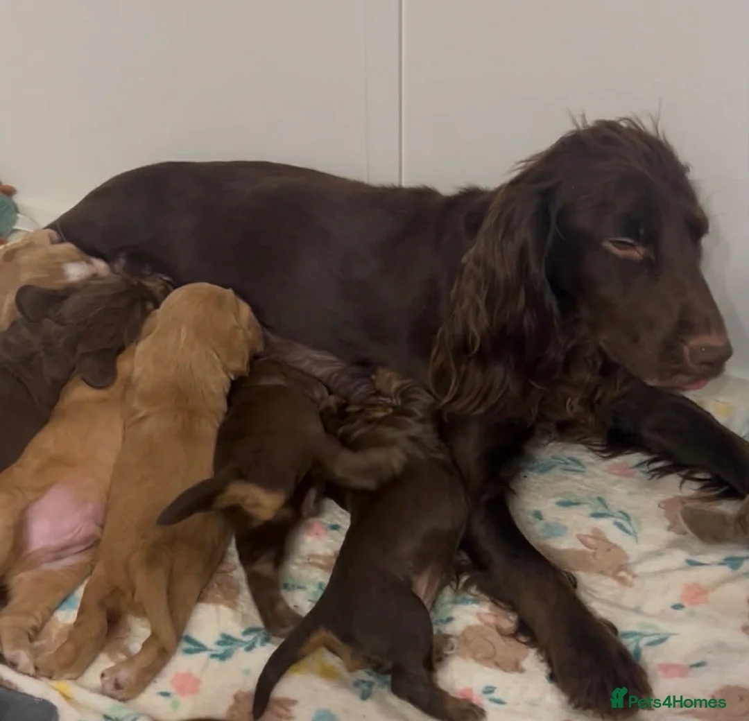 Cocker Spaniel dogs for sale: Last Boy remaining  in Rotherham - Advert 2