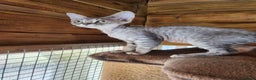 Devon Rex cats for sale: 2 Devon Rex female kittens for sale!!!🐯🐯🐯 - Advert 10
