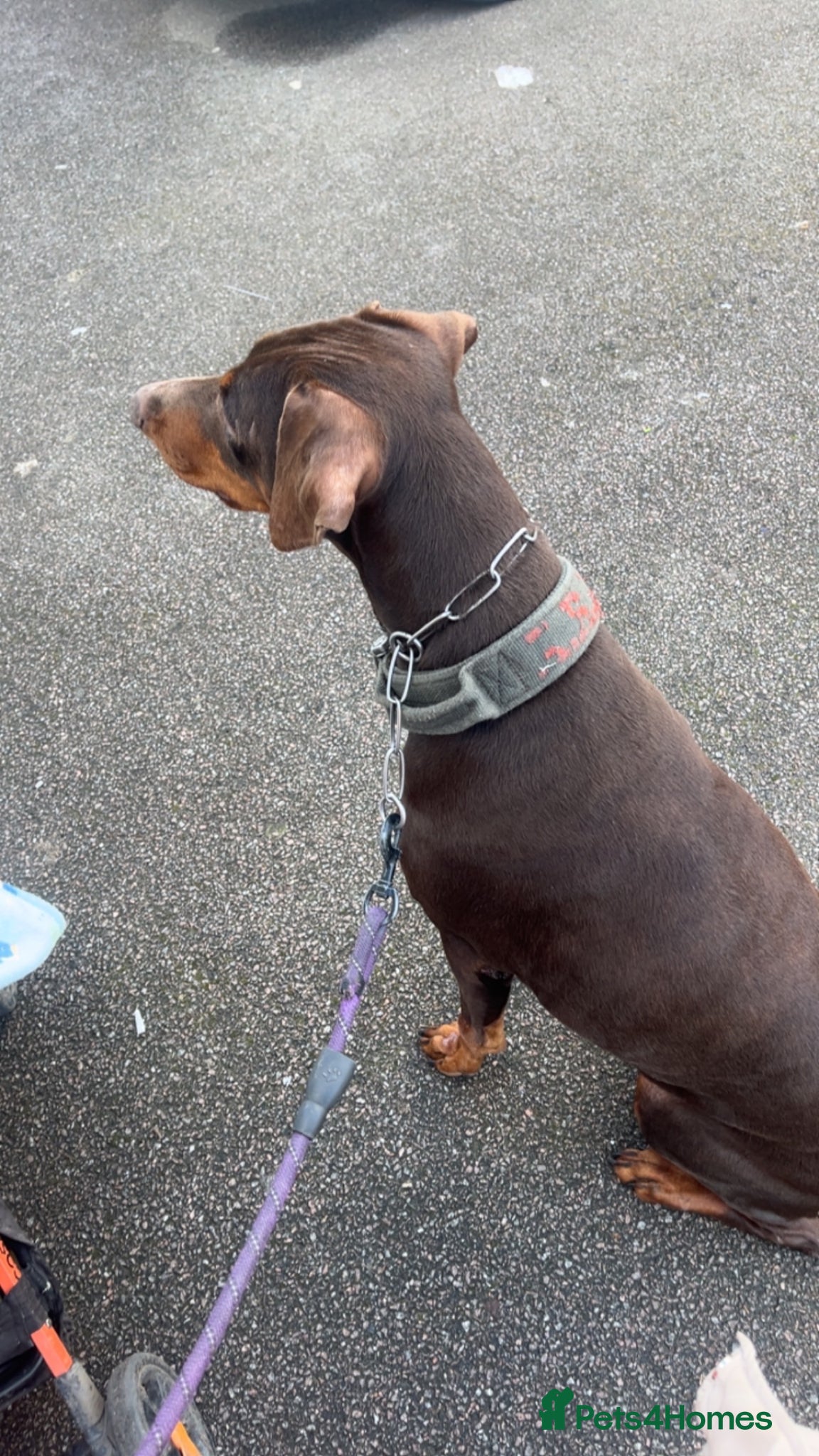 Dobermann dogs Pedigree Dobermann looking for a forever home.  - Advert 3