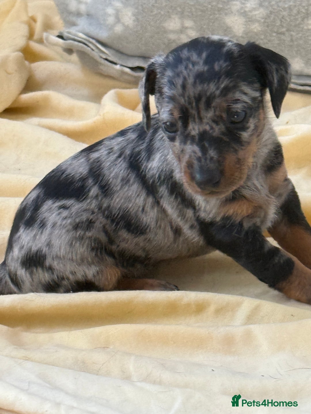 Dachshund dogs for sale: We have 6 beautiful dachshund puppy’s  - Image 12