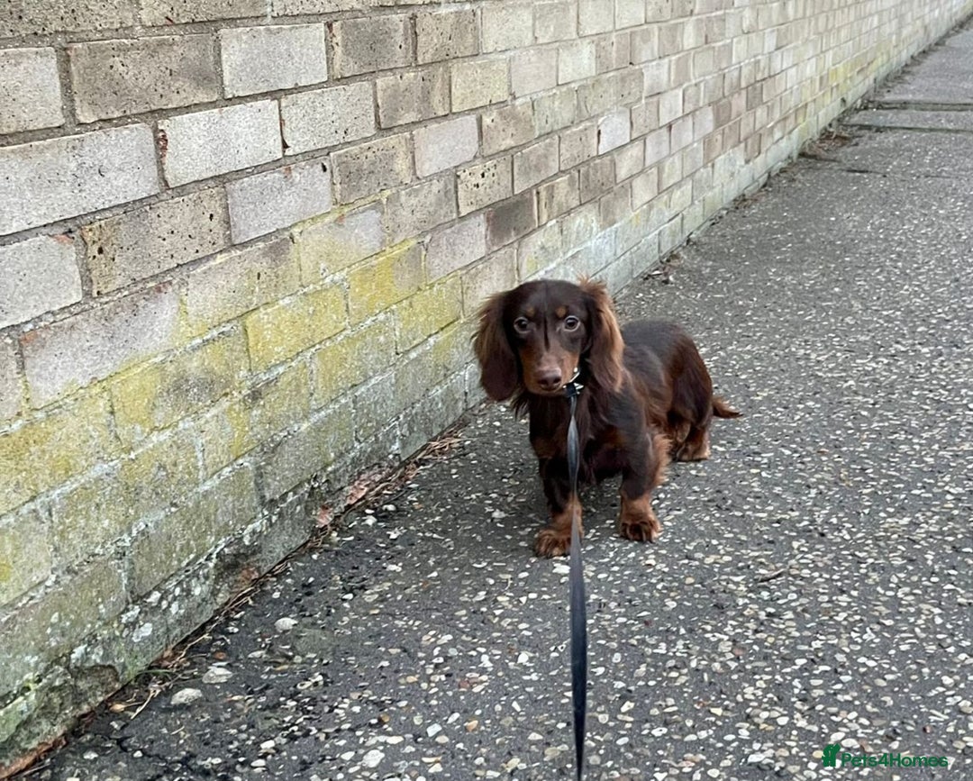 Miniature Dachshund dogs for stud: Handsome Miniature Dachshund Chocolate Stud  - Advert 8