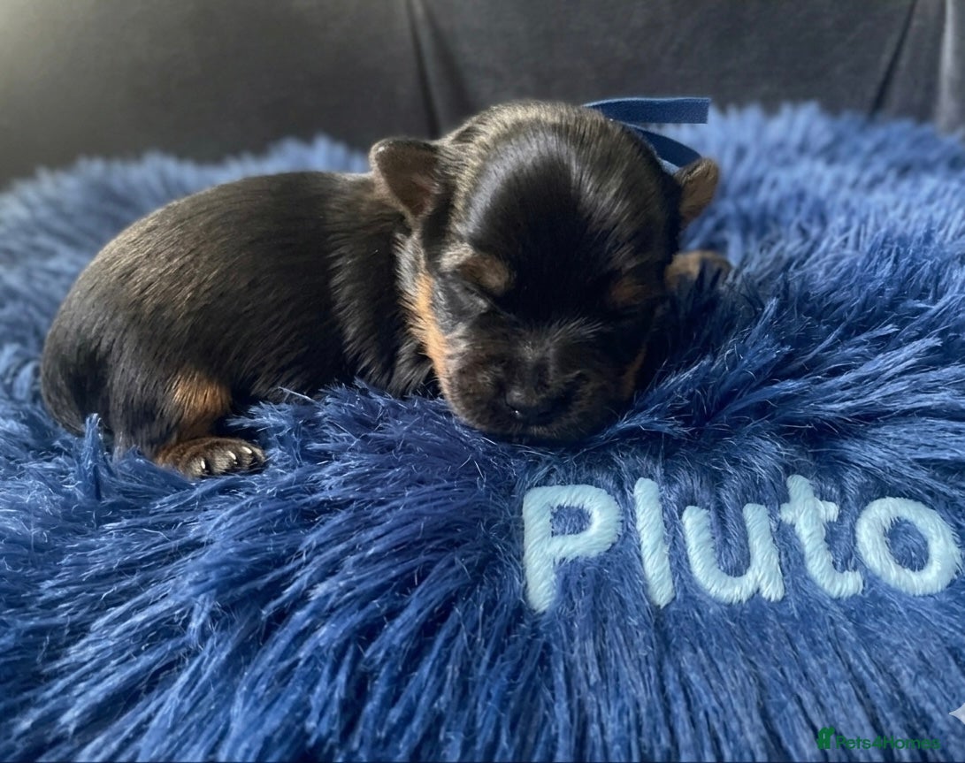 Mixed Breed dogs (LITTER ANNOUNCEMENT) Yorkshire/Biewer Terriers - Advert 5