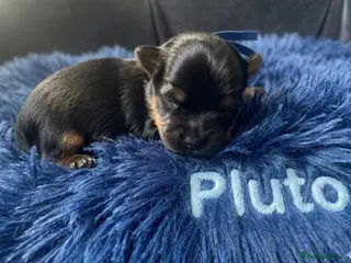 Mixed Breed dogs (LITTER ANNOUNCEMENT) Yorkshire/Biewer Terriers - Advert 5